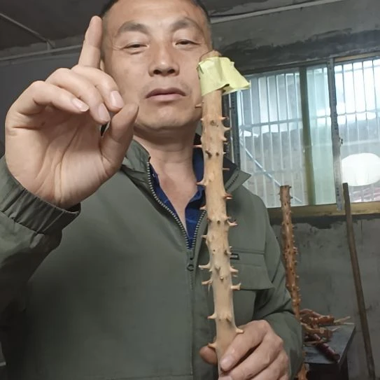 稳定木三***七高山 檬子木文玩料
