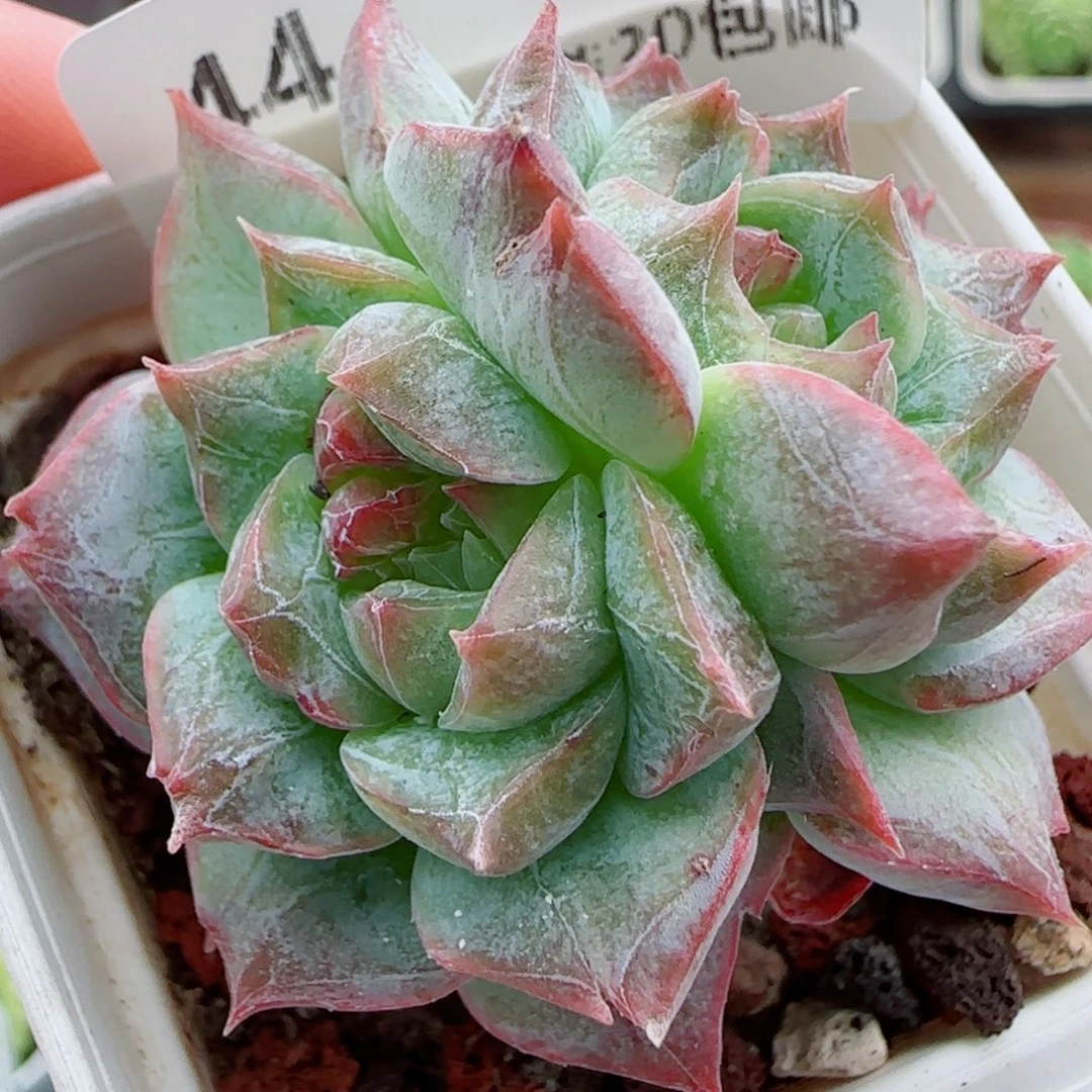 花语逸镜0924-44石化糖心