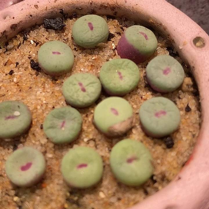 TS427小红嘴一颗。