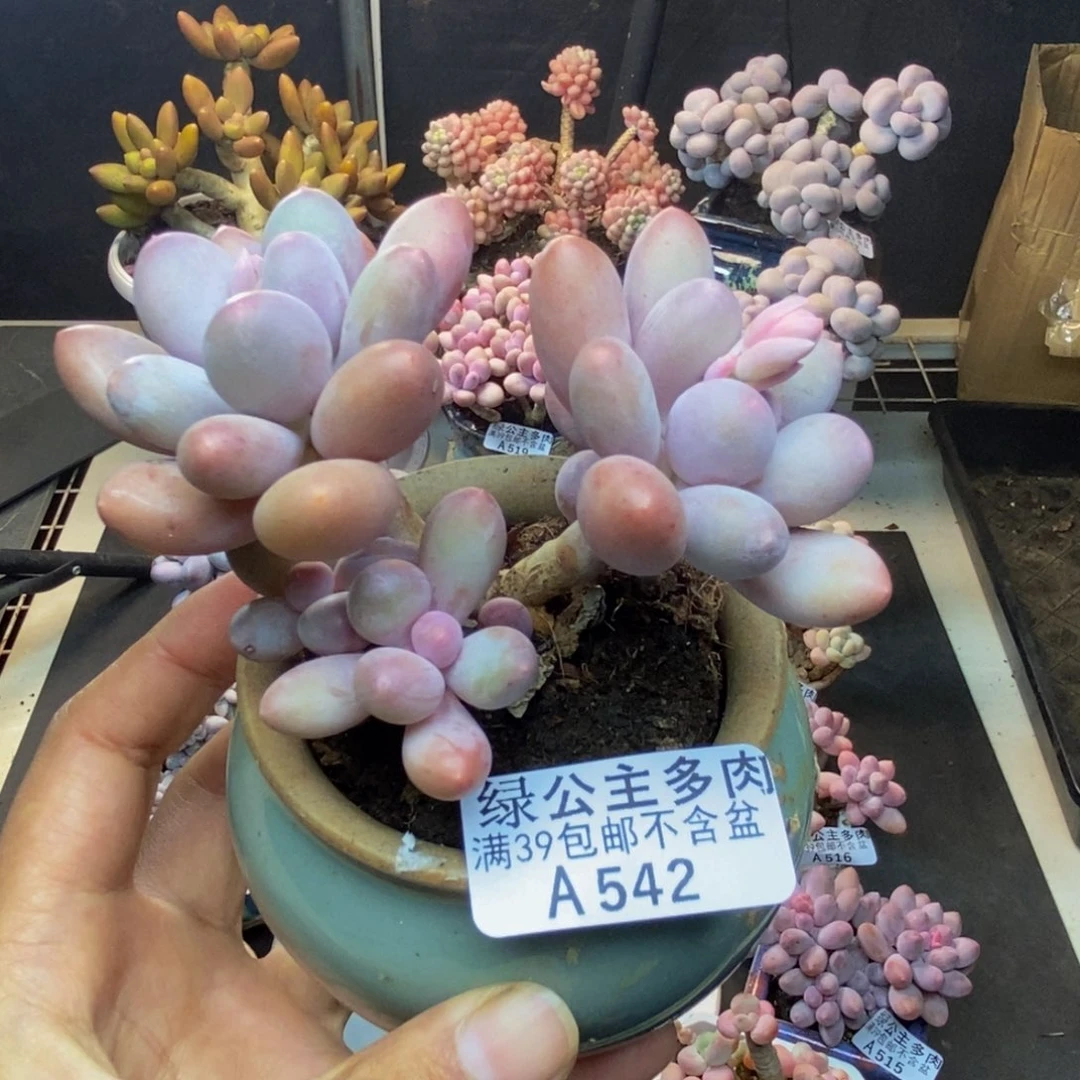 542蛋黄奶多肉7c m