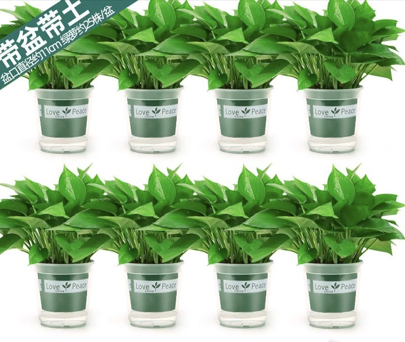 小绿萝办公室内植物花卉水培盆栽吸甲醛绿萝除甲醛净化空气好养