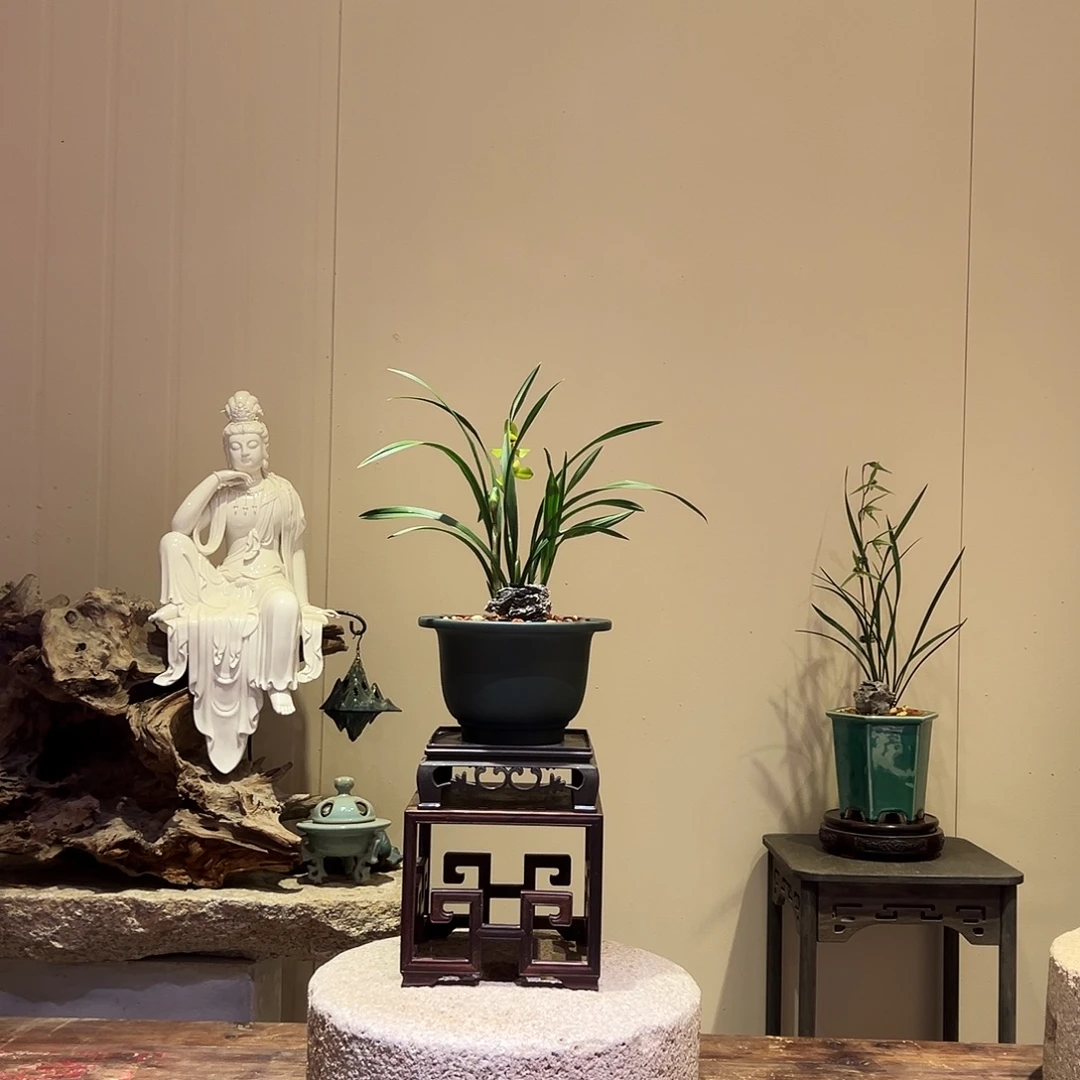 大部分花苞少量开放新品春兰