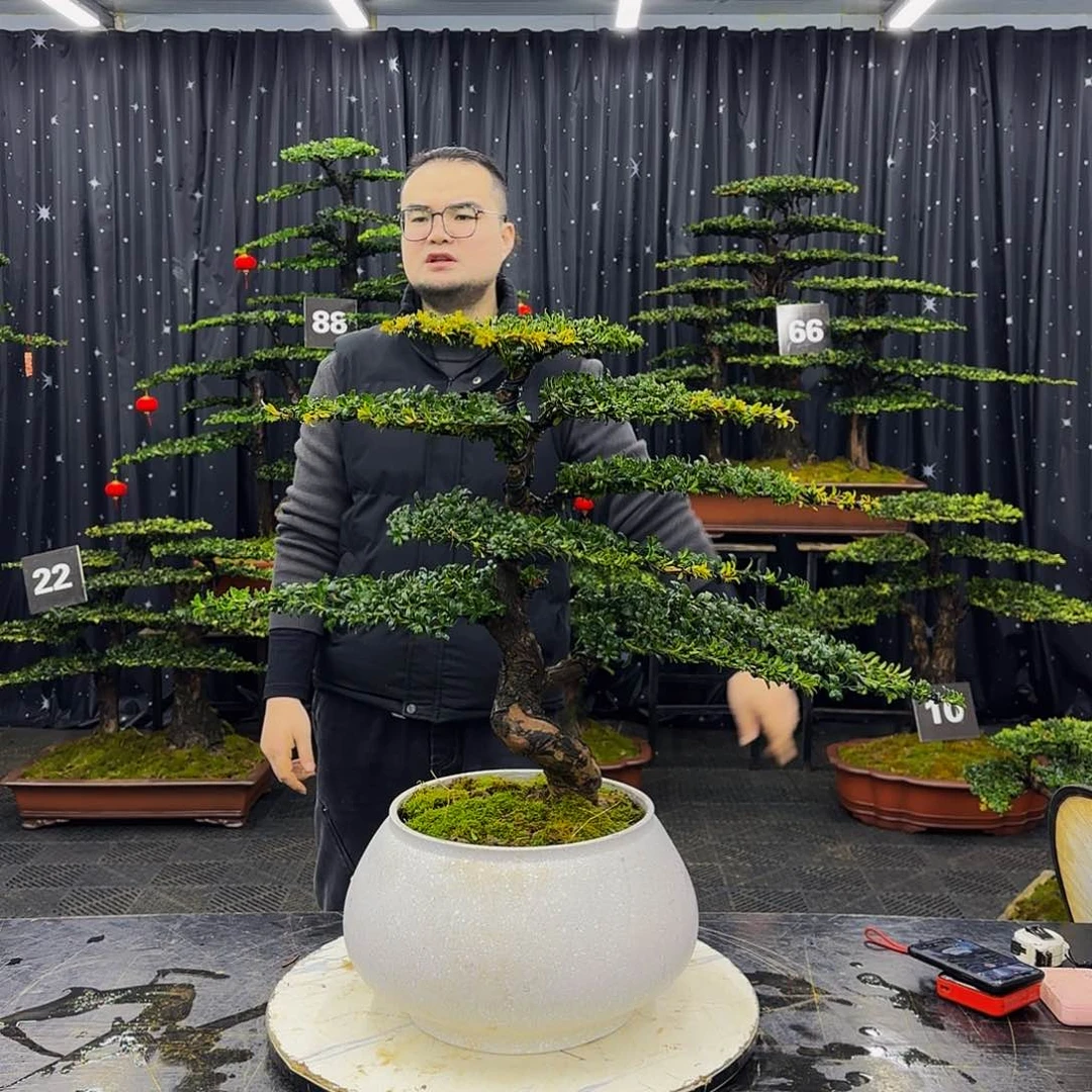红芽罗汉松高端造型盆景