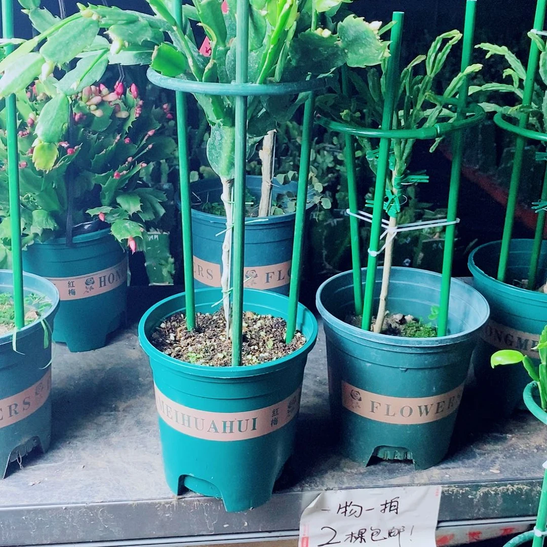 用***7无花朵叶仙嫁接一物一拍