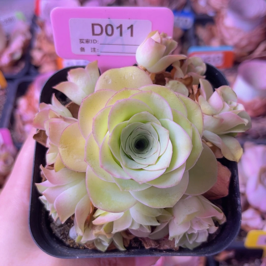 山地玫瑰一物一拍D011