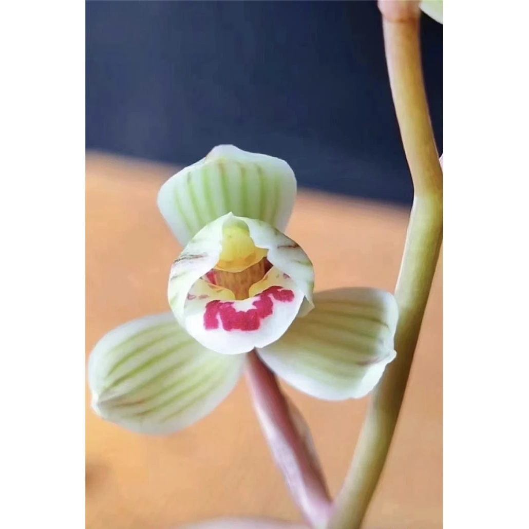 靖荷 2苗 莲瓣兰宽叶 不用春化开花浓香