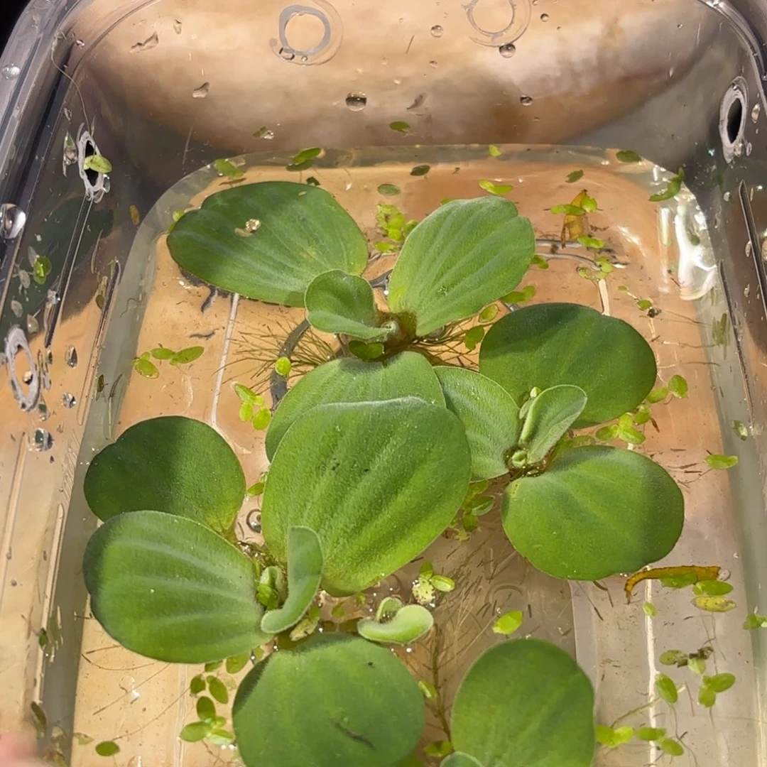 宠物龟不分公母水芙蓉小朵4颗