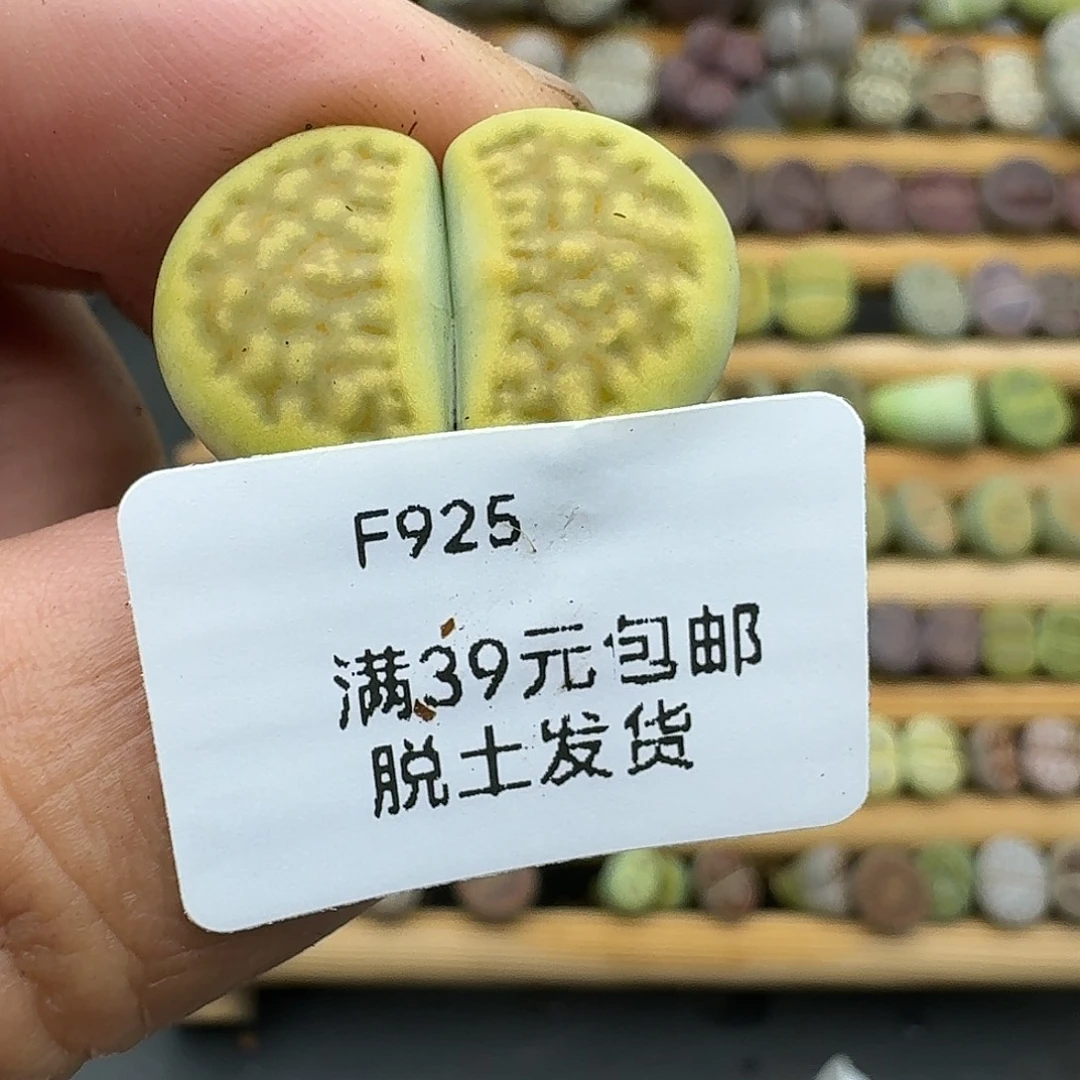 瑀***非925多肉哈哈哈哈哈哈哈