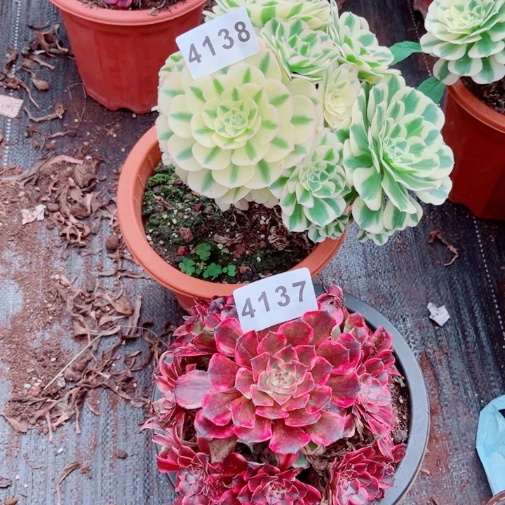 迈巴赫加月笼沙多肉3738不售后