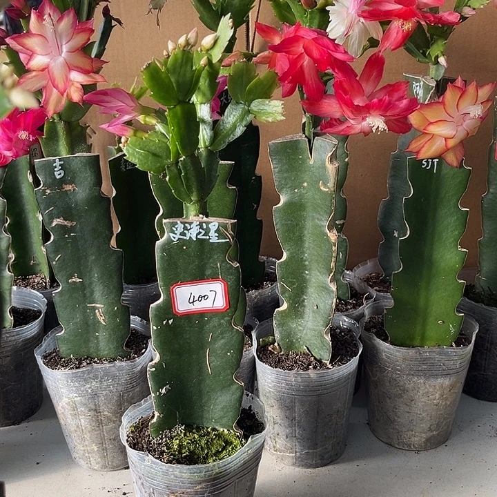 莉***当前无花朵，栽培后可花朵史诗