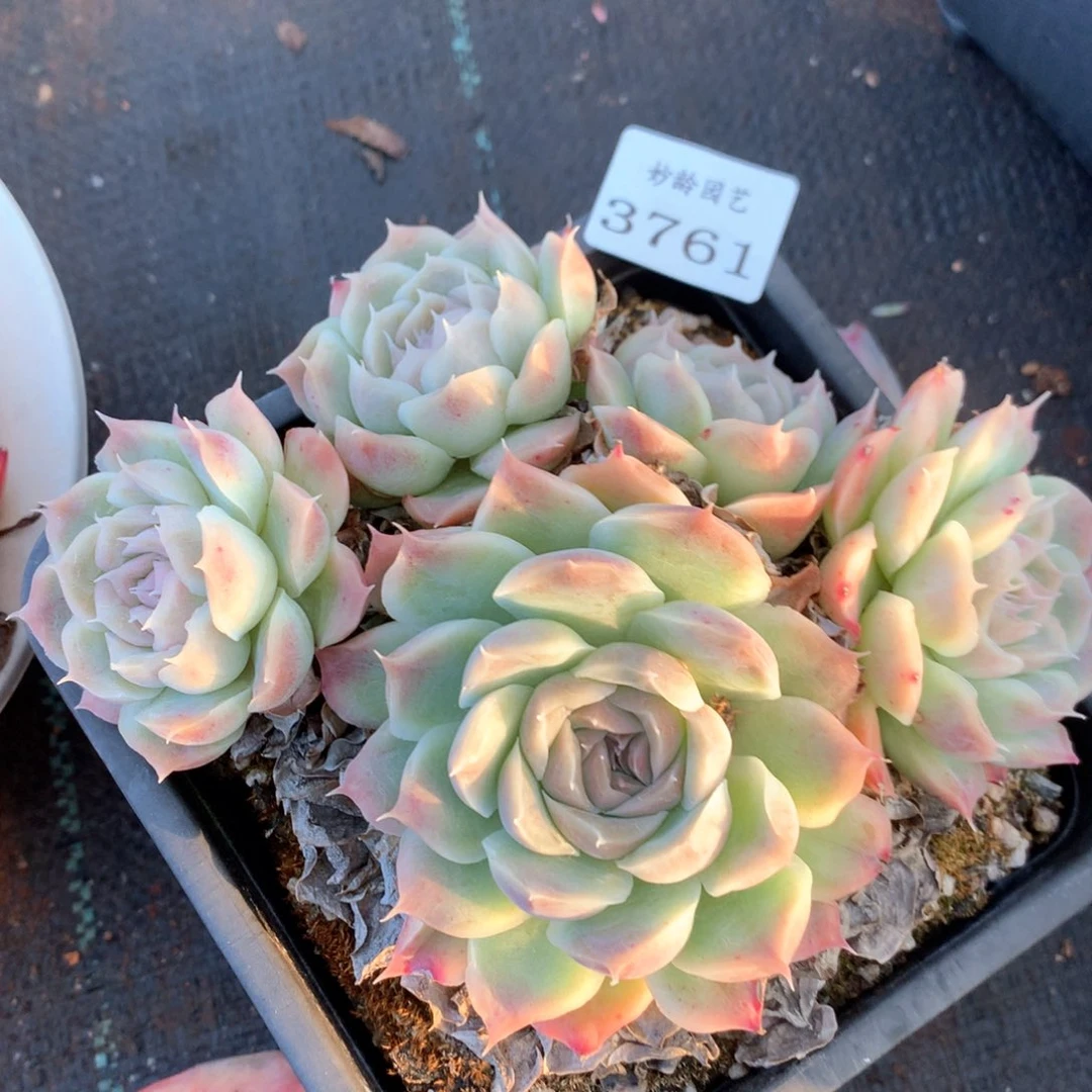 用****13761杂交多肉植物基地