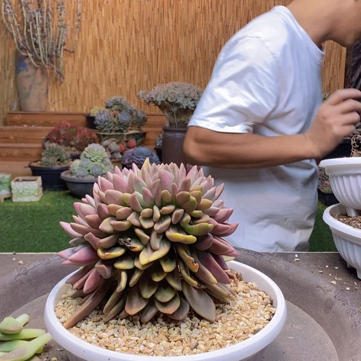 一***子25 号桃花源多肉植物