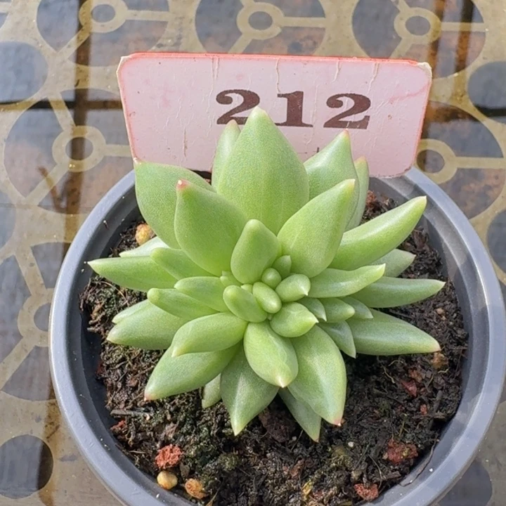 布丁缀化212多肉植物一物一拍