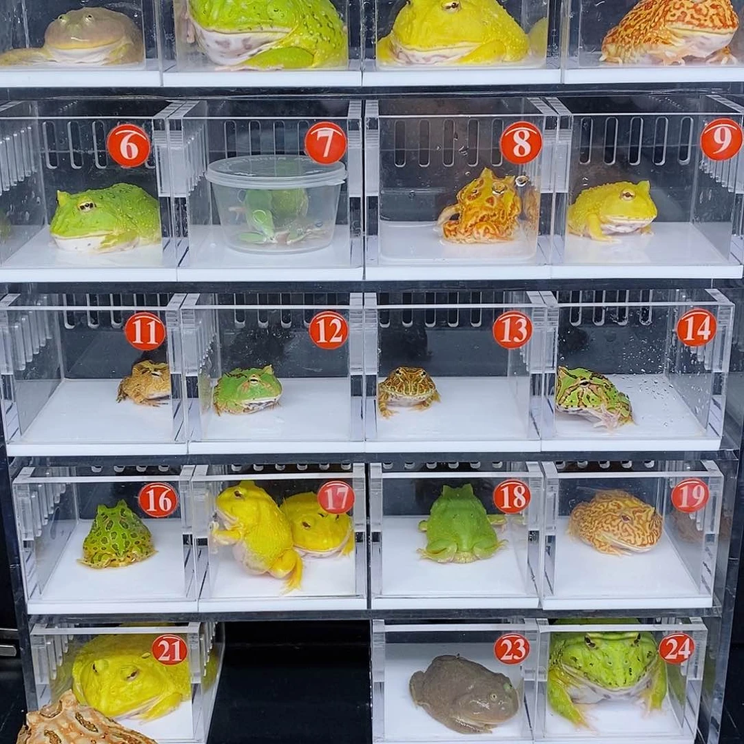 角蛙蛋黄角蛙南美