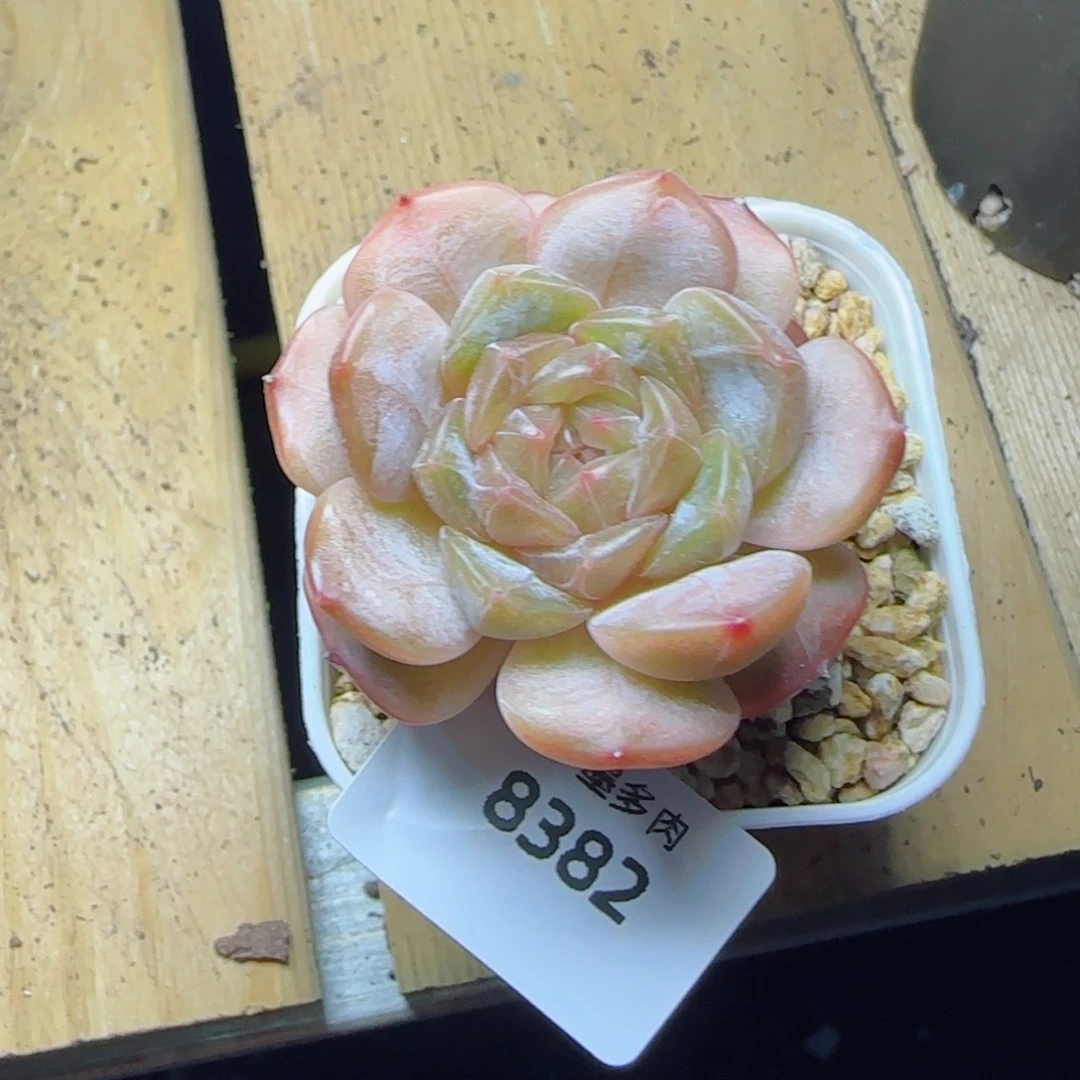 彩恋，8382多肉植物