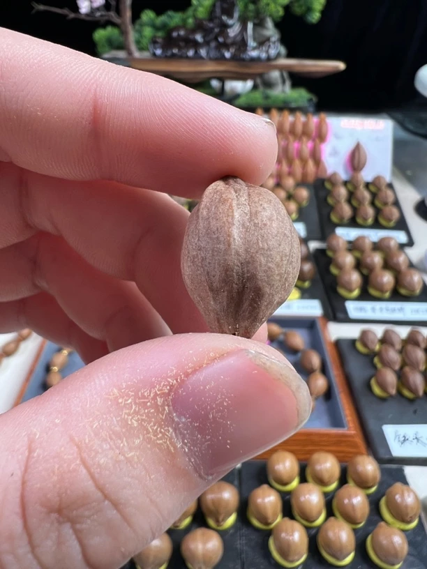 【随缘2】直播专用链接橄榄核直播间为样品与实物有细微差距