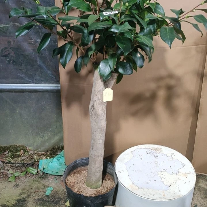 494花木兰，旭日冠红，不包邮