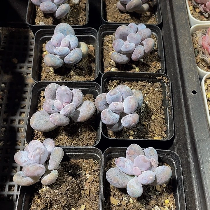 5.5方奶酪带盆土发货