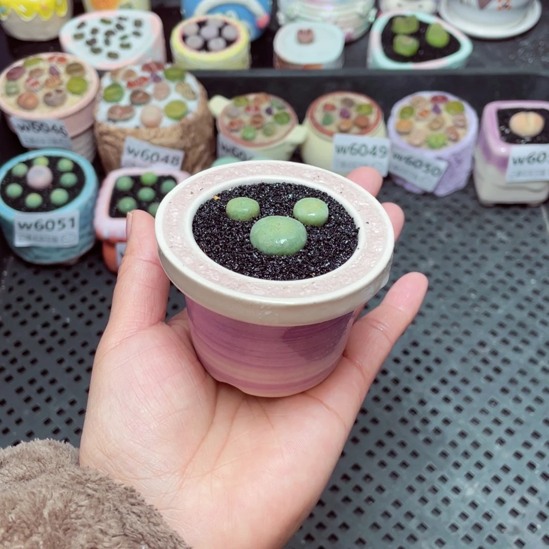 w6055 -零下地区拍保温箱-15支持寄养