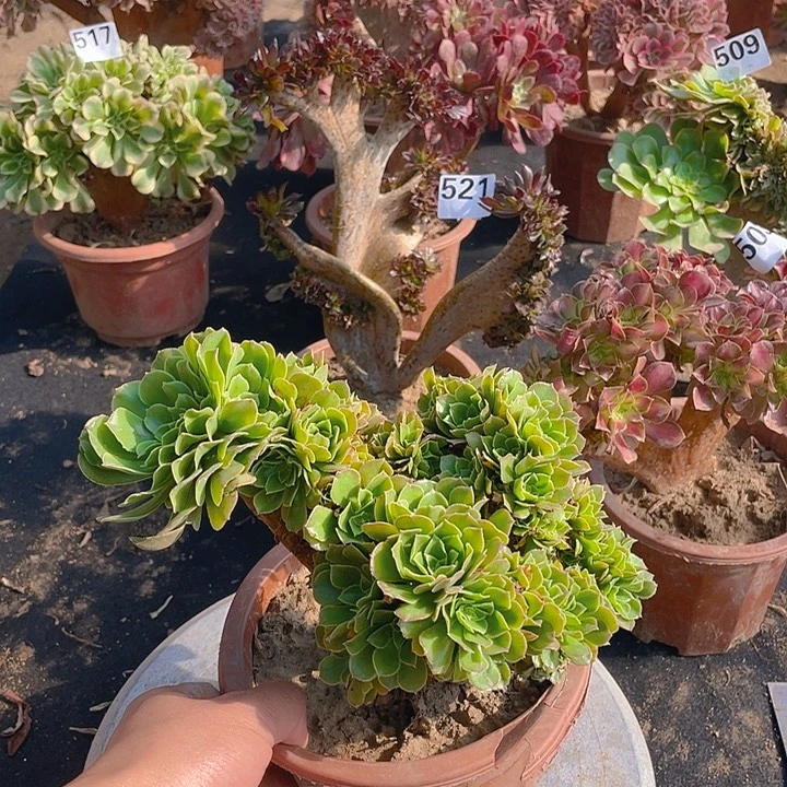 332绿羊绒整板自然朵朵