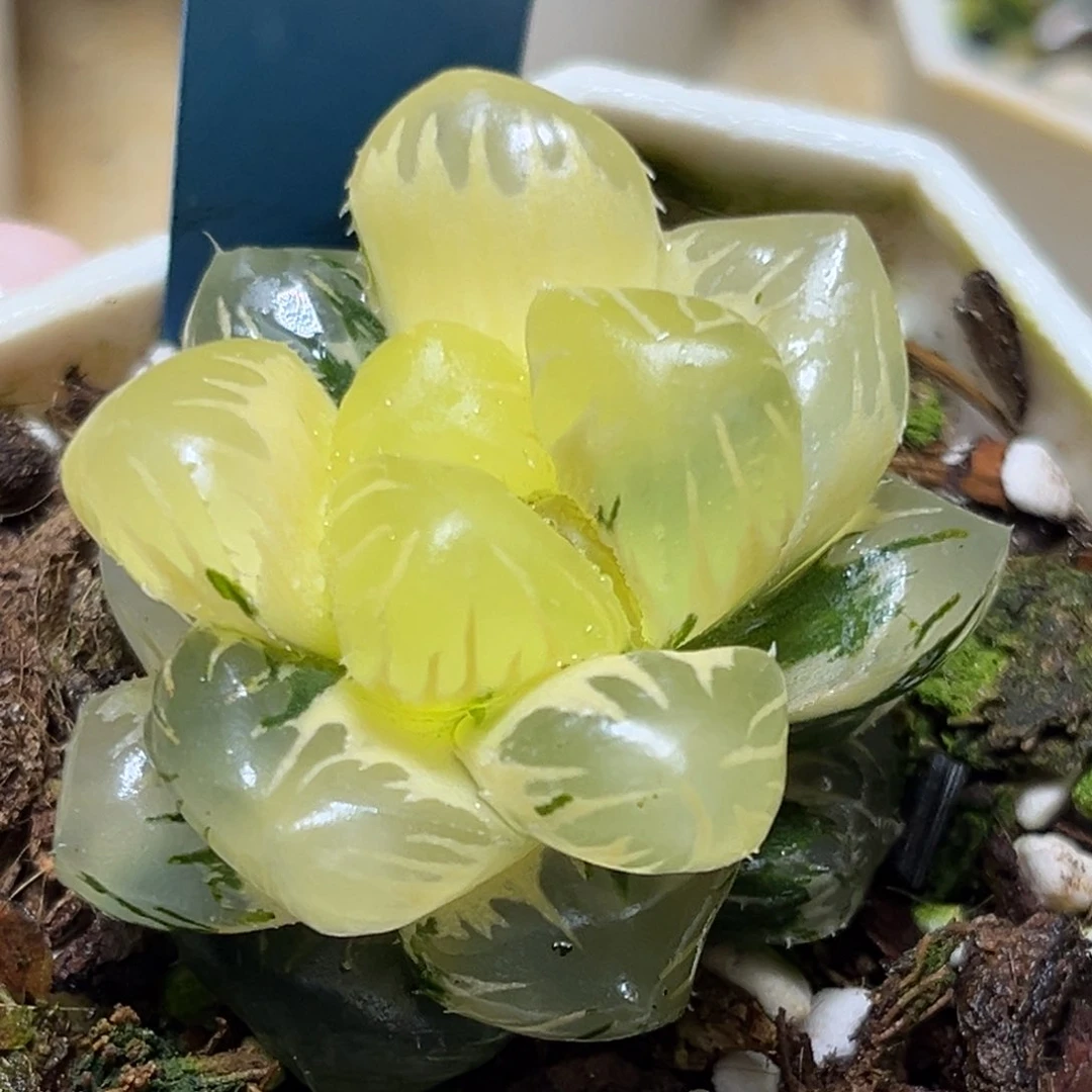 恭喜发财大吉大利955