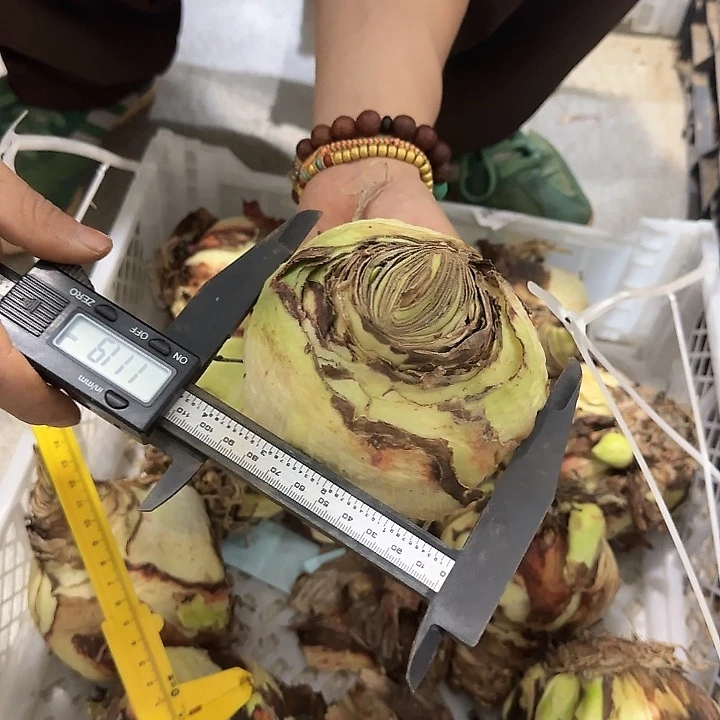 卡罗琳娜直径11公分以上 丑球