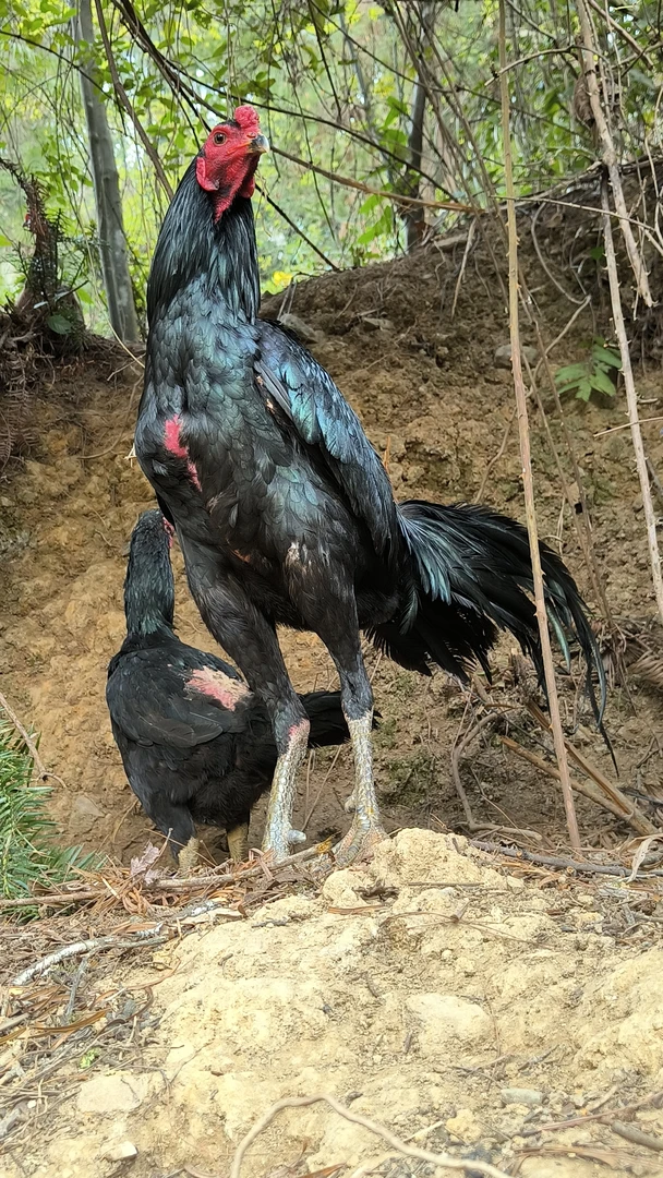 黑巴鲁斗鸡蛋，少量供应