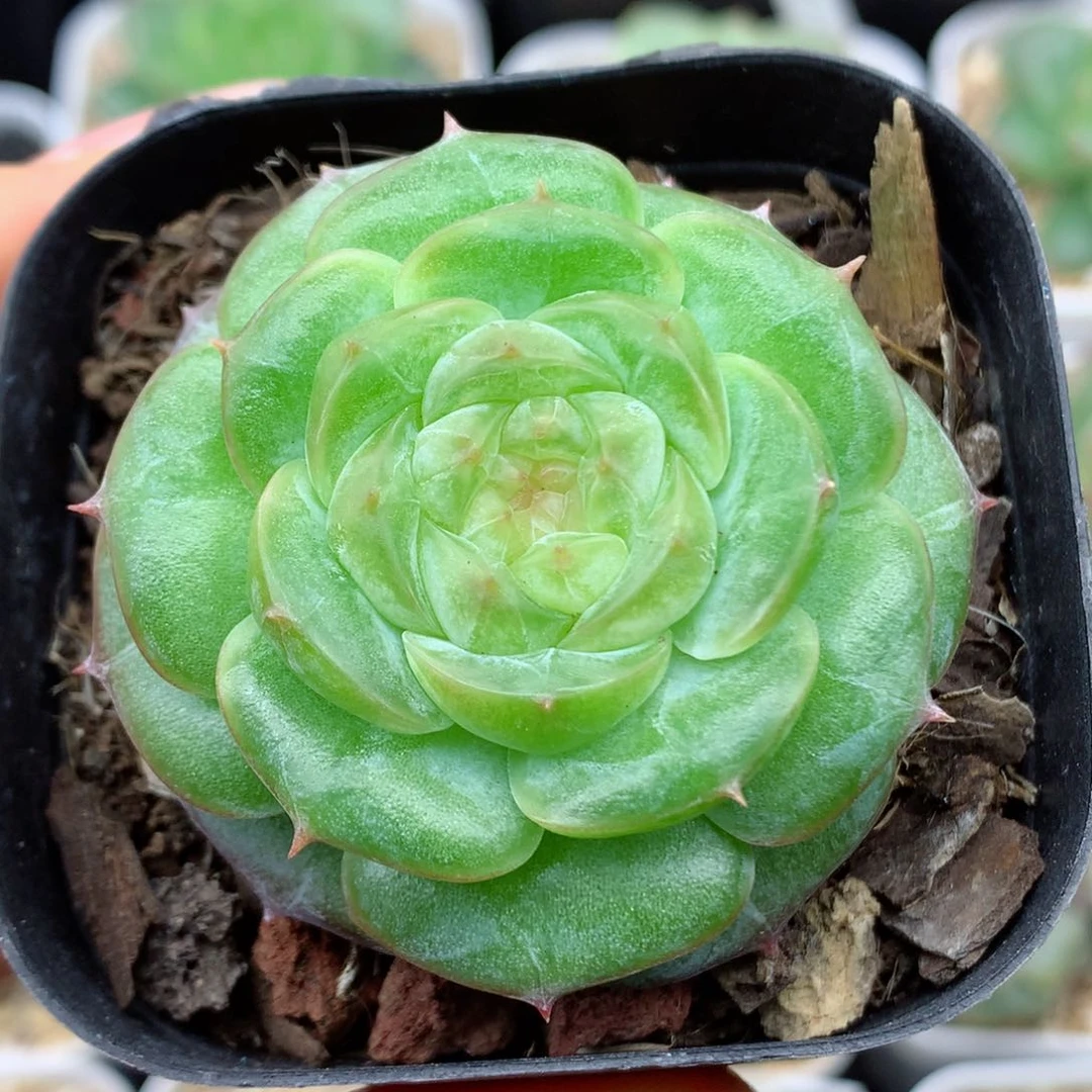 58包邮  群生不包整33