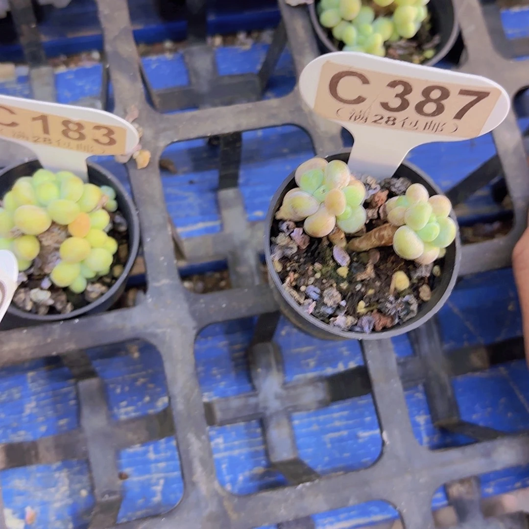 C387洛神一物一拍