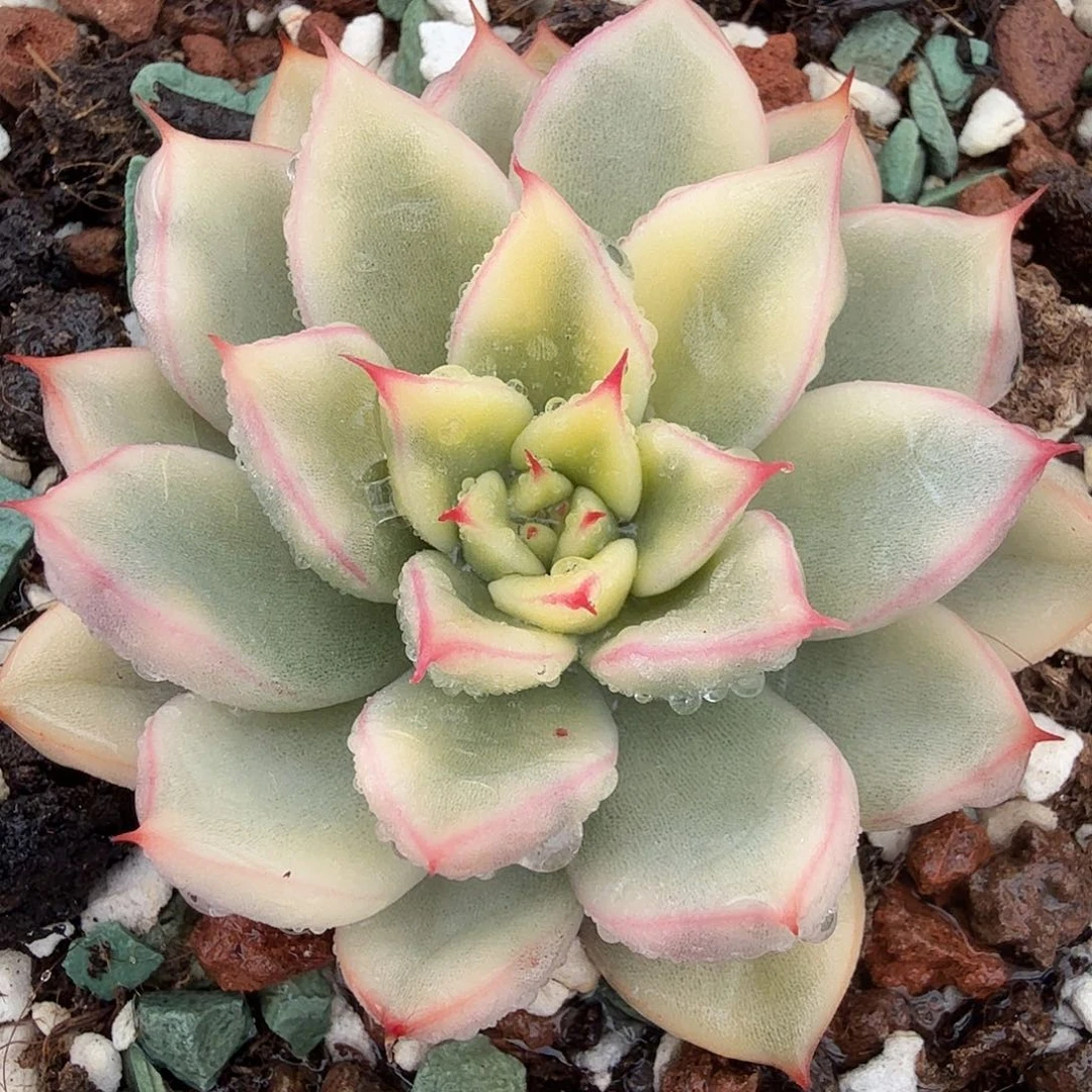 梦幻女王锦，多肉植物