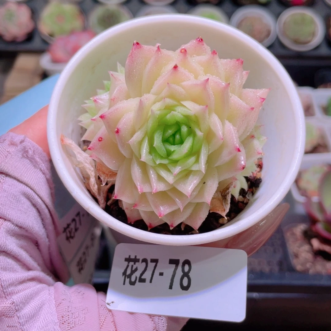 花利美27-78幻影群