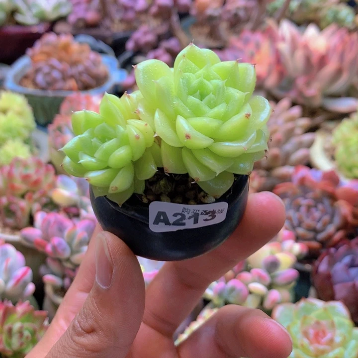 一物一拍含盆土满38包邮A213
