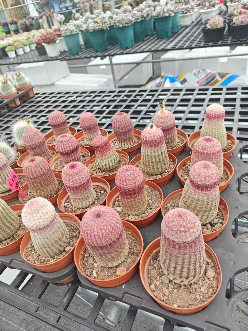 红太阳仙人球盆栽实生仙人球红刺开花美观好养室内小盆栽仙人掌