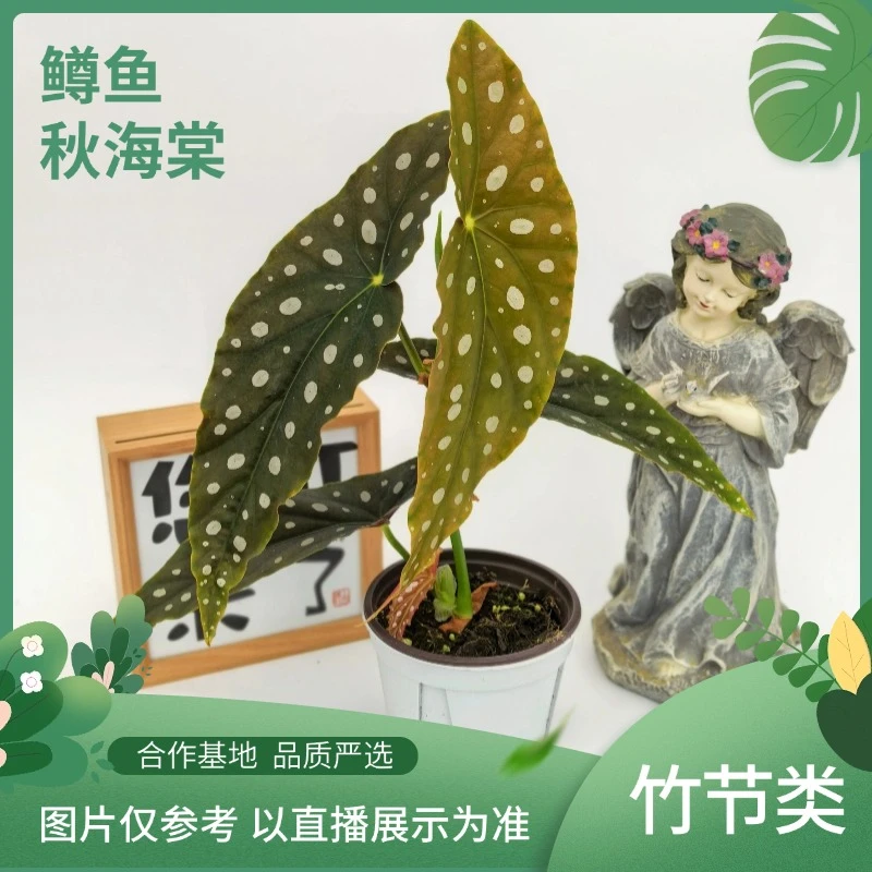 鳟鱼秋海棠绿植盆栽室内观赏植物好养易活耐阴花卉阳台装饰