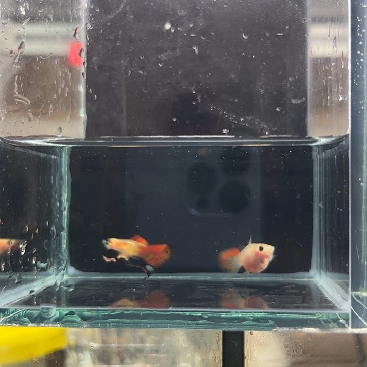 孔雀鱼琉璃1对带胎