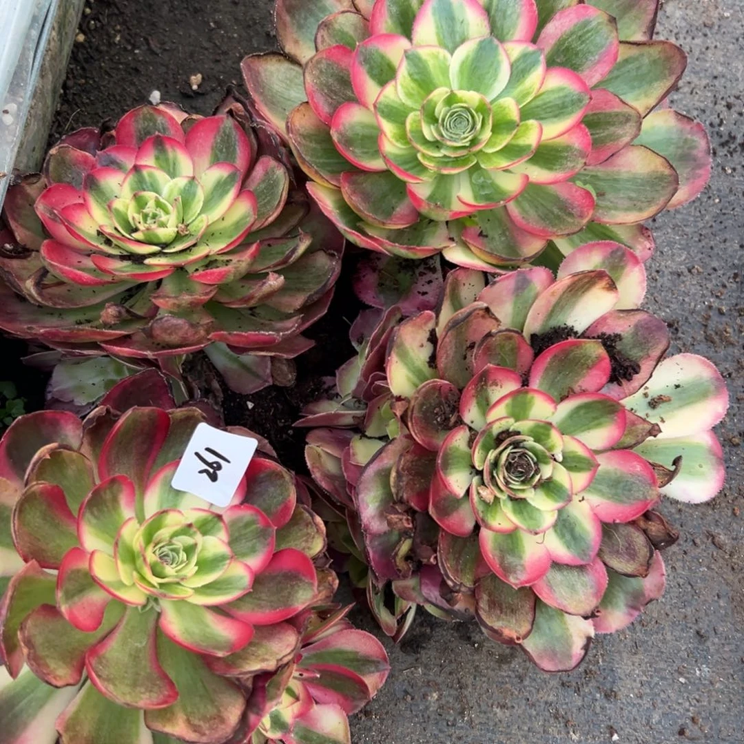 261鸿运多肉一颗多肉