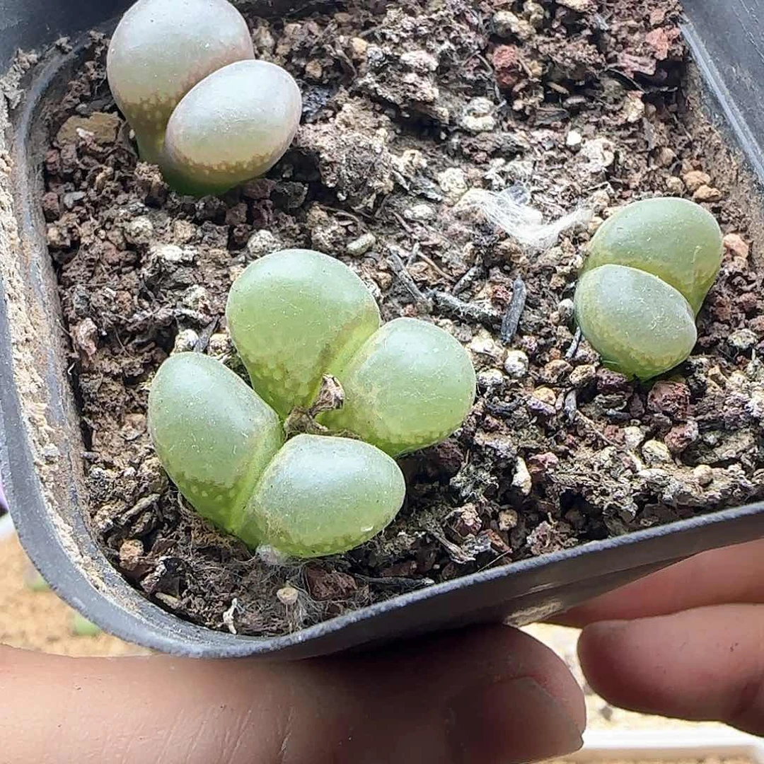 星***崽哈哈哈哈哈哈哈哈46033