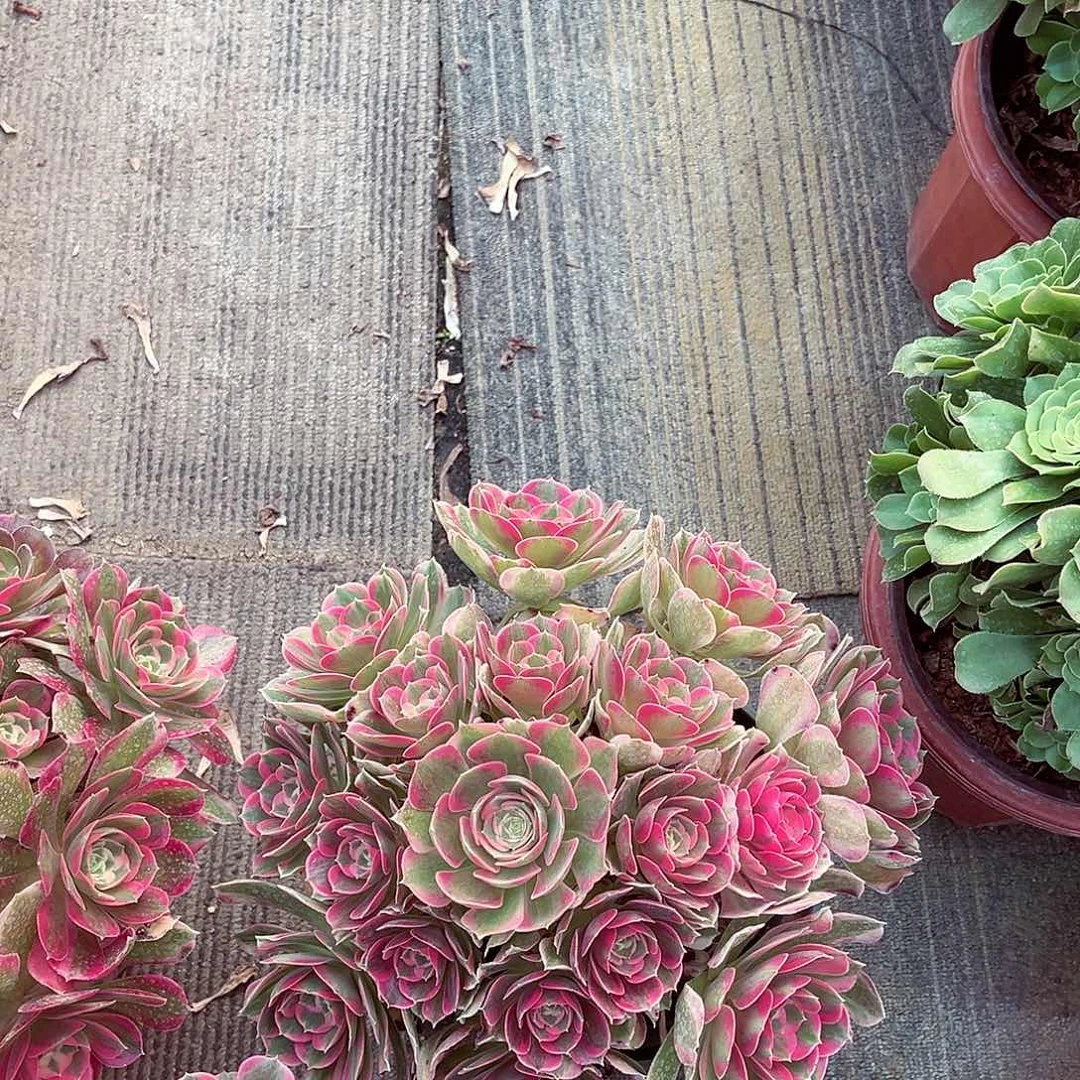 法师多肉植物f s