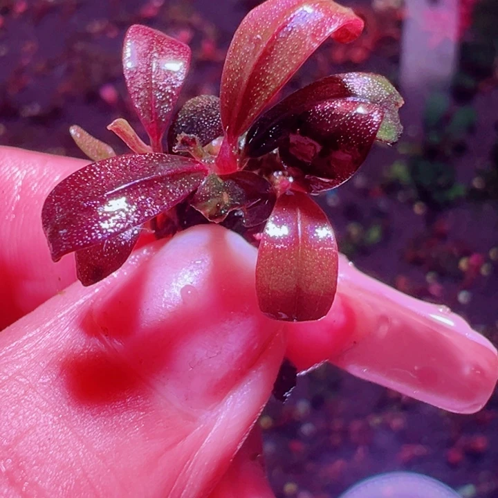 福利43号福利价植物一头