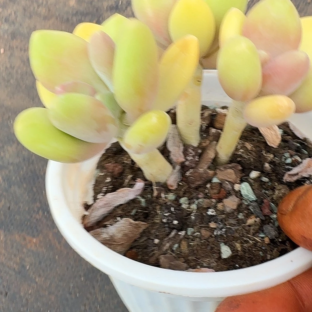 美肉一颗福利开炸