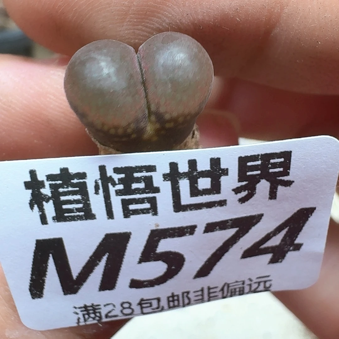 多肉植物的润泽的心