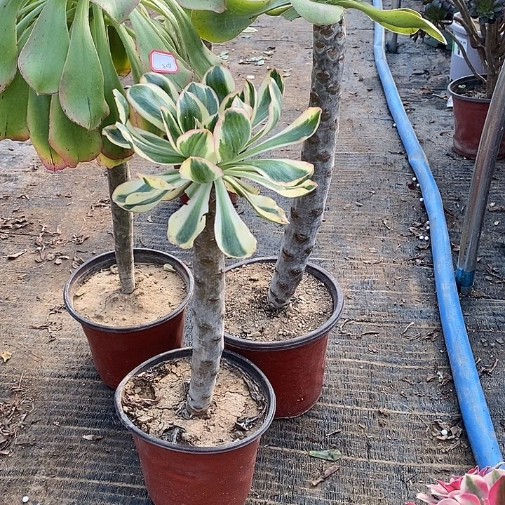 婉***208，3颗多肉法师多肉法师