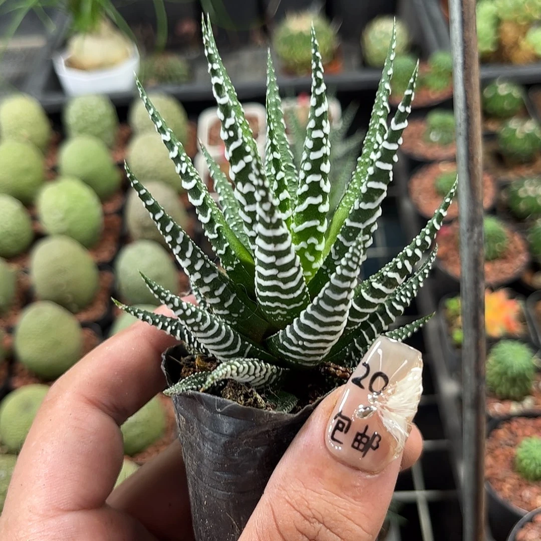 条纹小斑马单头发货