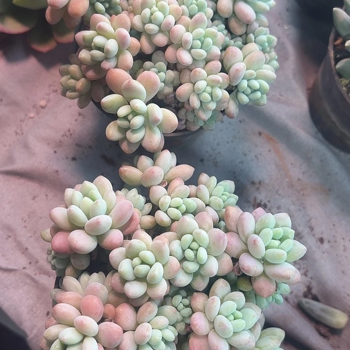 鱼子酱多肉植物盆栽