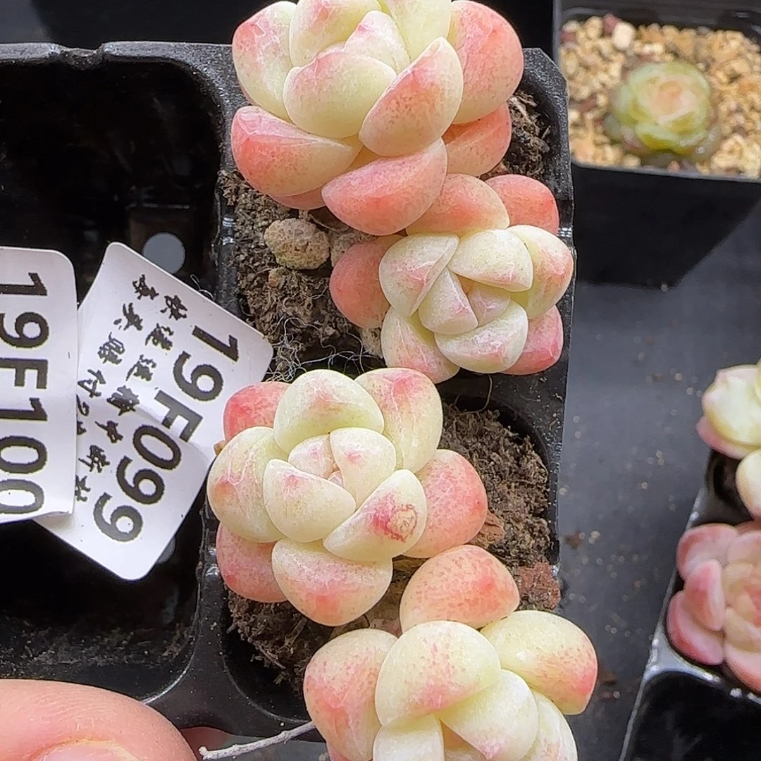 099两颗【满29包邮非偏远】