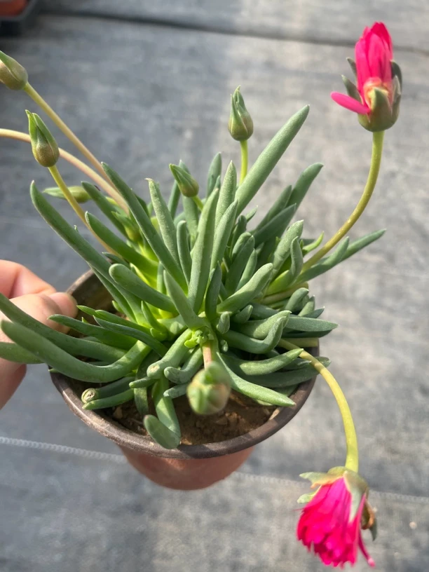 满18包邮 奔龙 多肉植物