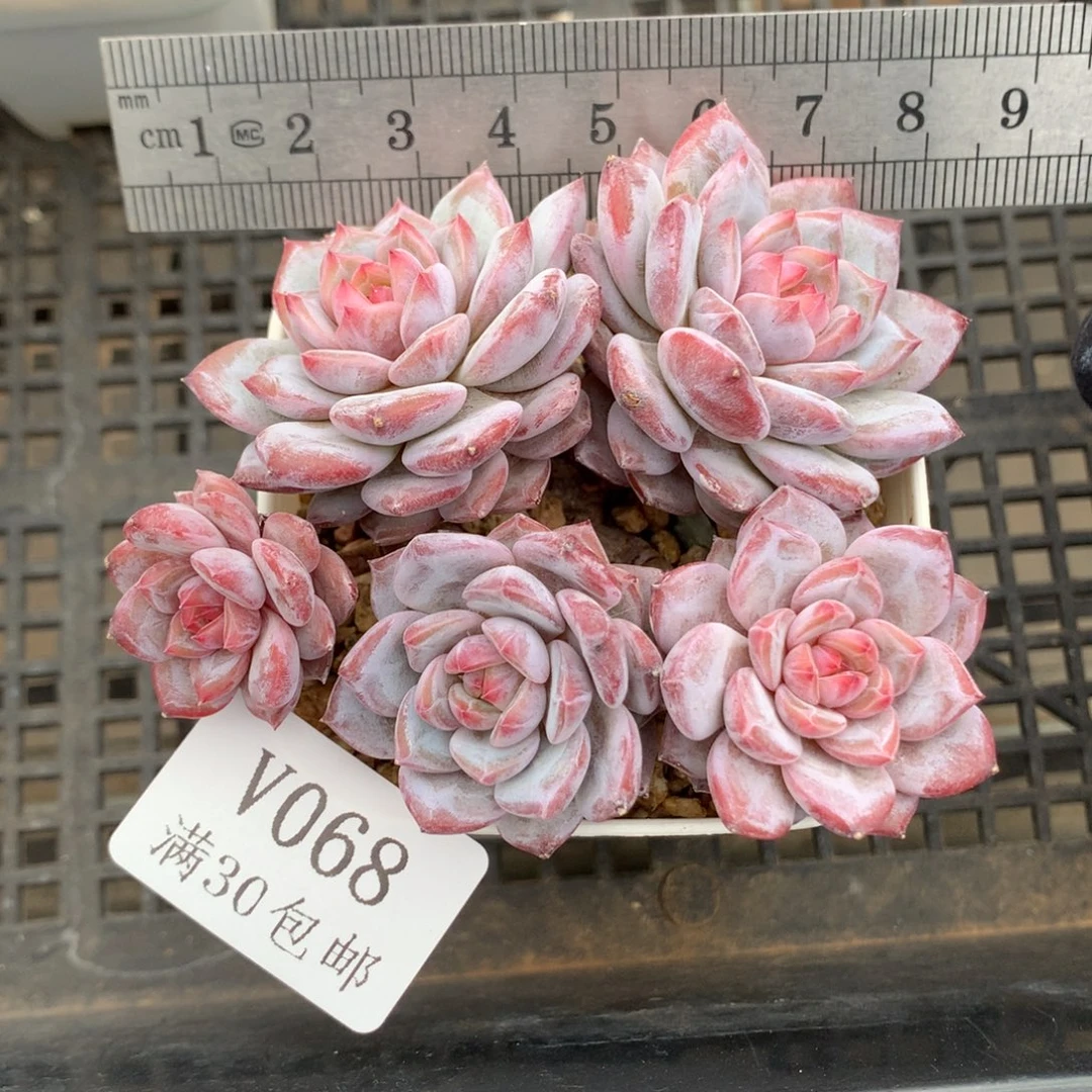 68。整桩玉芙蓉五头自然群。