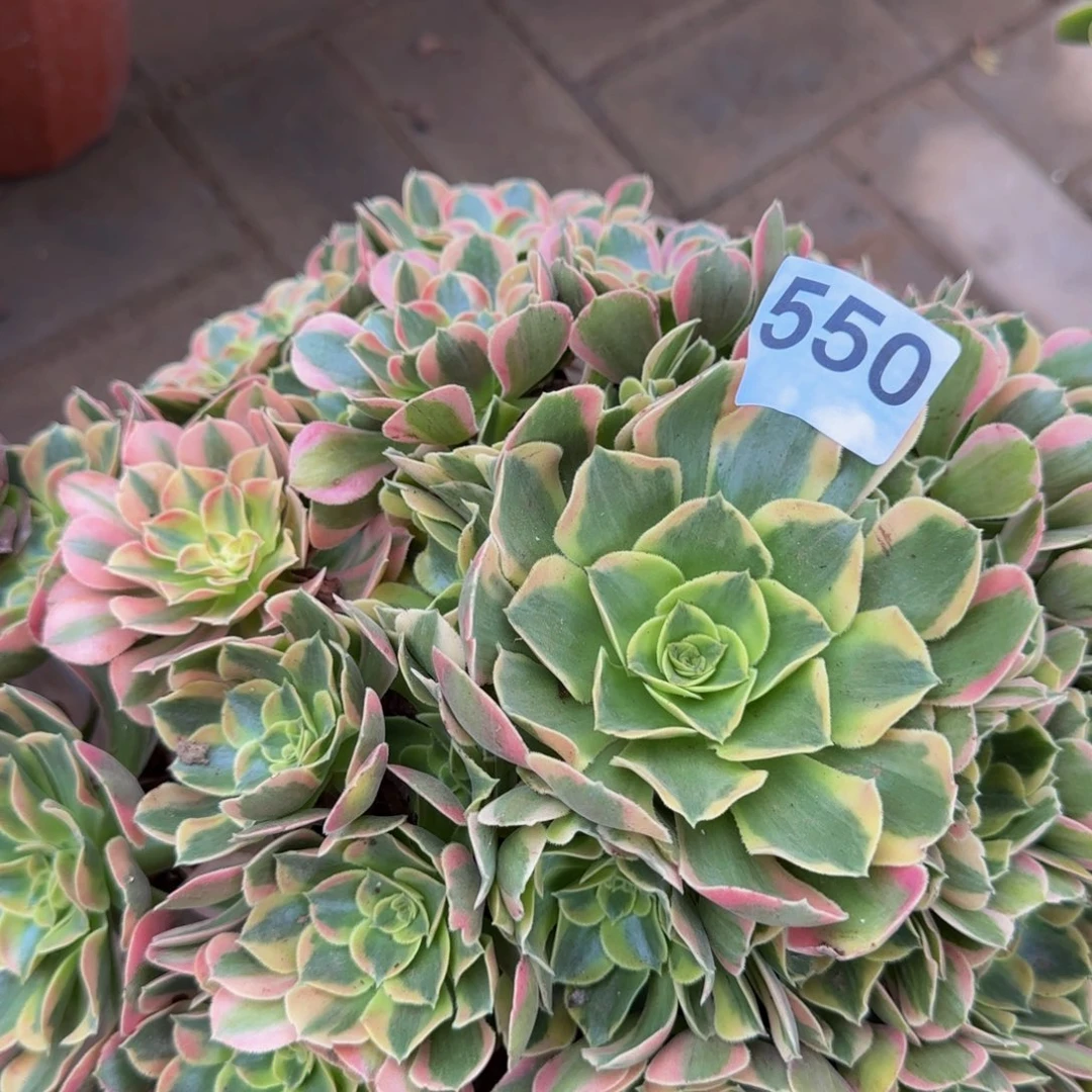 没***果邀月550