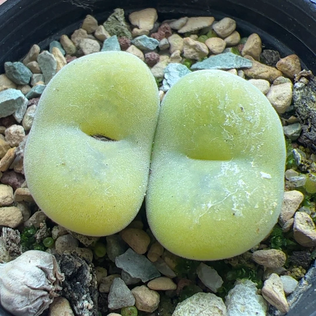 大家过年好222278