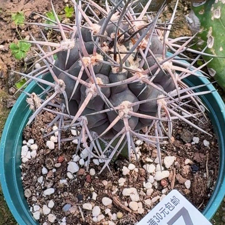 无花朵福利苗接摩天龙247